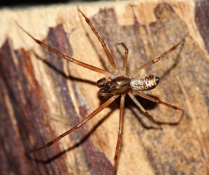 Datei:Linyphia maura m Broekhuis.jpg