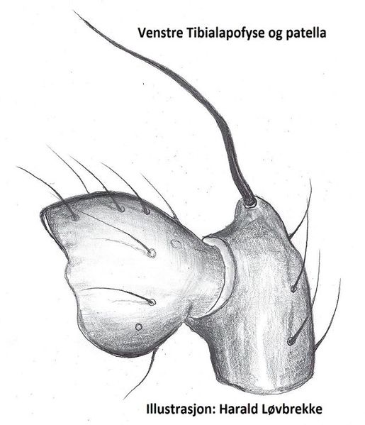 Datei:Oryphantes angulatus li palpepatella HLovbrekke.jpg