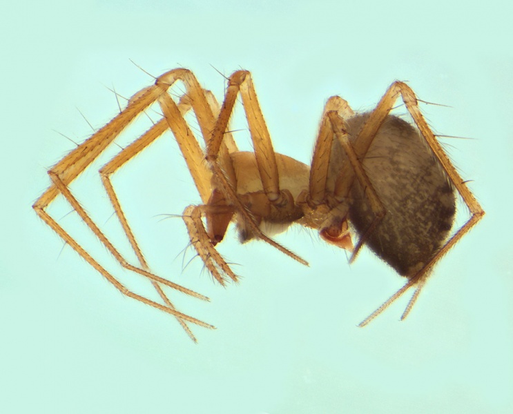 Datei:Palliduphantes sanctivincenti female 20140218120133-461c4a4d-me.jpg