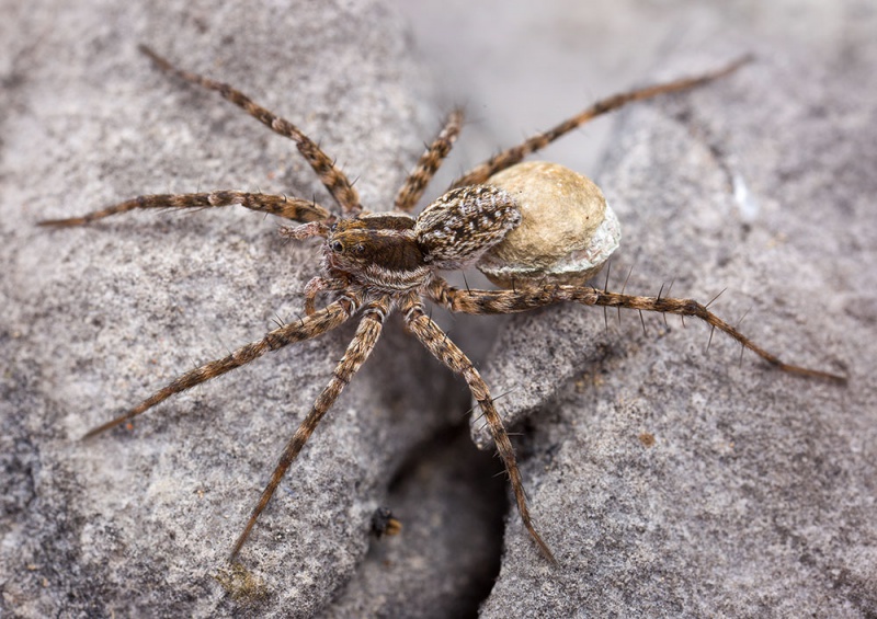 Datei:Pardosa-blanda Hochmiesing 17-07 01-female.jpg