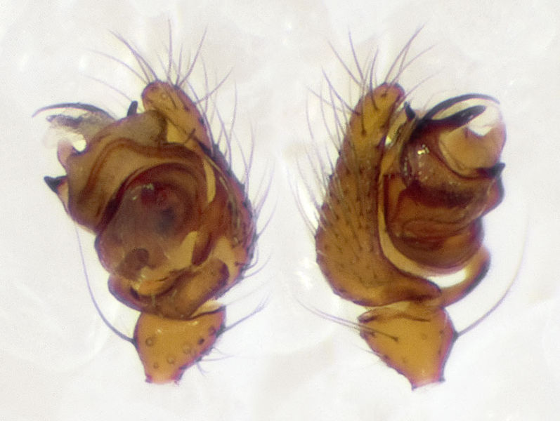 Datei:Porrhomma-convexum WeisseGrube6413 07-04 02-Ped.jpg