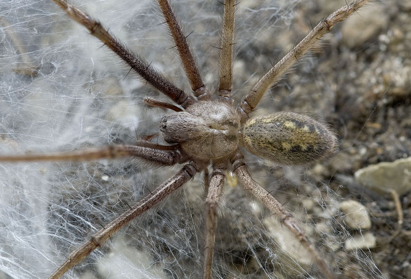 Datei:Tegenaria-parietina Sardinien-Usini 13-09 02.jpg