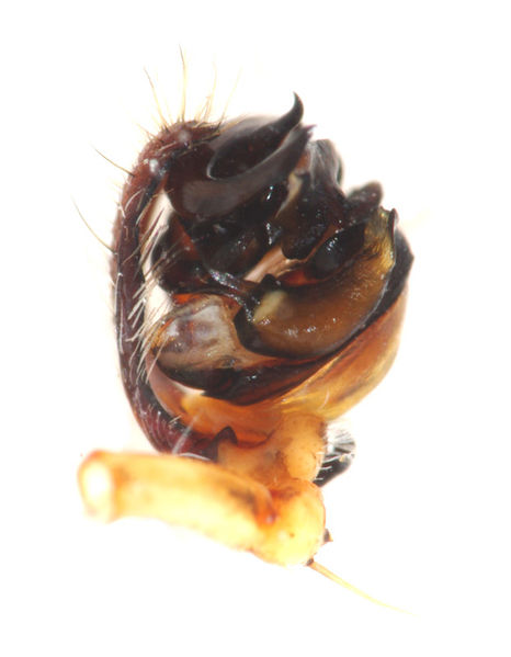 Datei:Aculepeira armida male A5624 PN4504.JPG