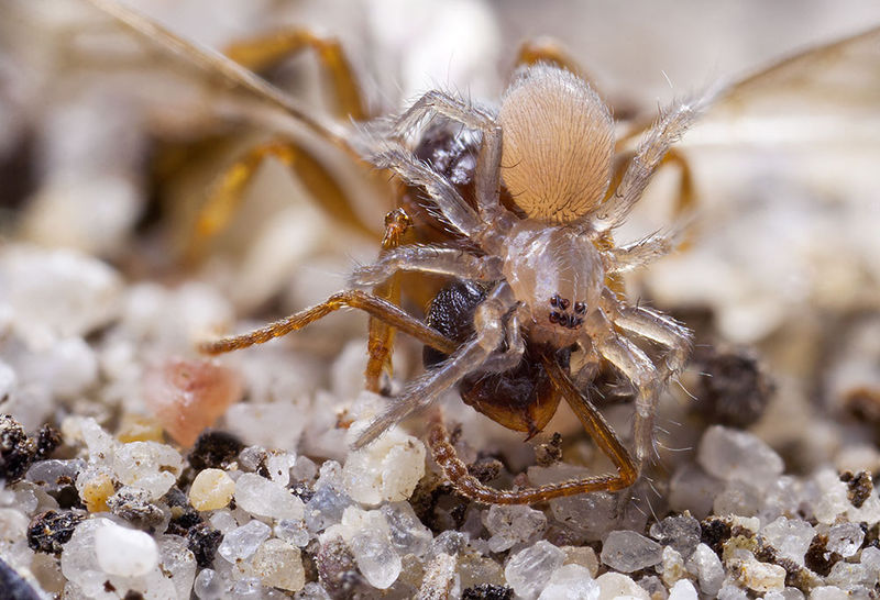 Datei:Berlandina-cinerea SchoenowerHeide 15-07 01-spiderling.jpg