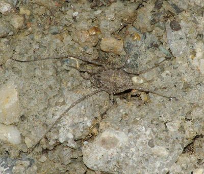 Dicranolasma scabrum 2.JPG