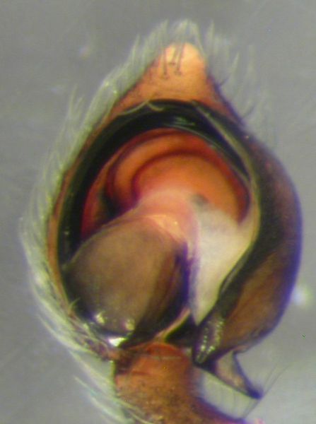 Datei:Emblyna annulipes m pp1 AFjellberg.jpg