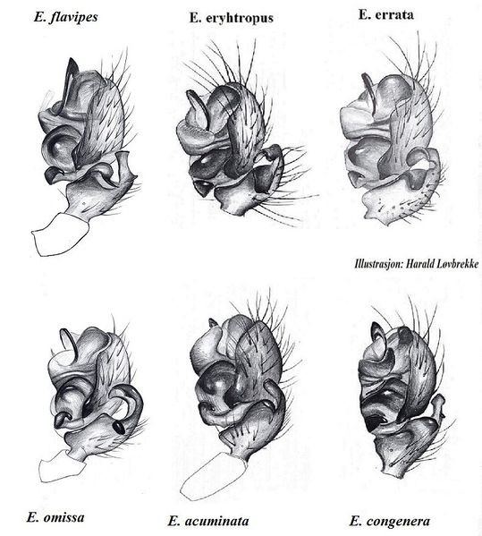 Datei:Entelecara palper HLovbrekke.jpg