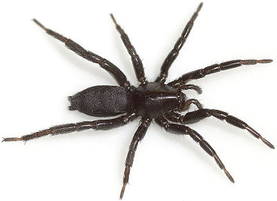 Latreillei 7BogenBrücke 08-08 01.jpg