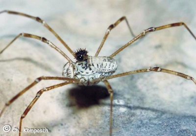 Megabunus armatus 1024.jpg