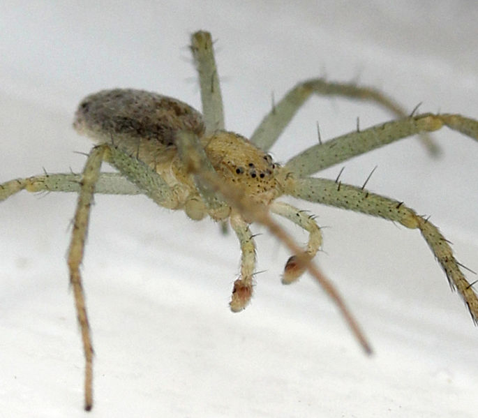 Datei:Philodromus albidus male laterofrontal kursawe.jpg