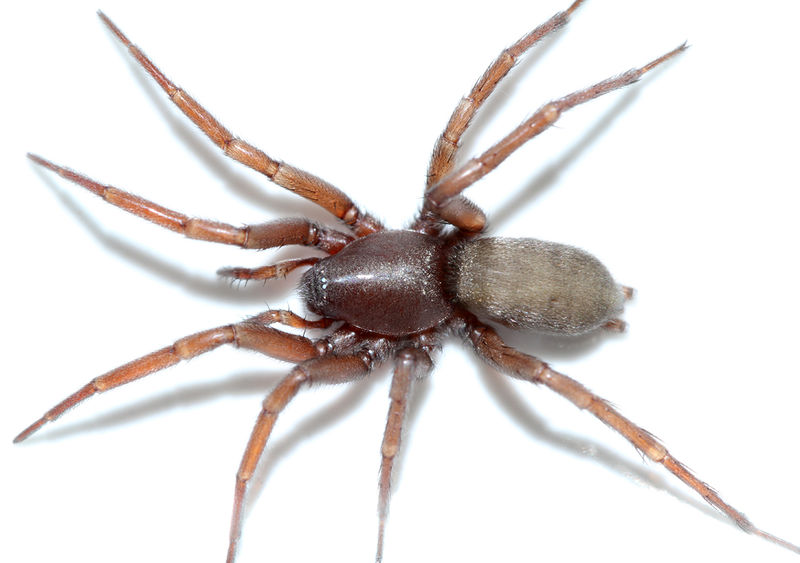 Datei:Sosticus loricatus female 1051.jpg