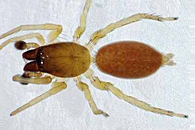 Clubiona subtilis m dorsal.jpg