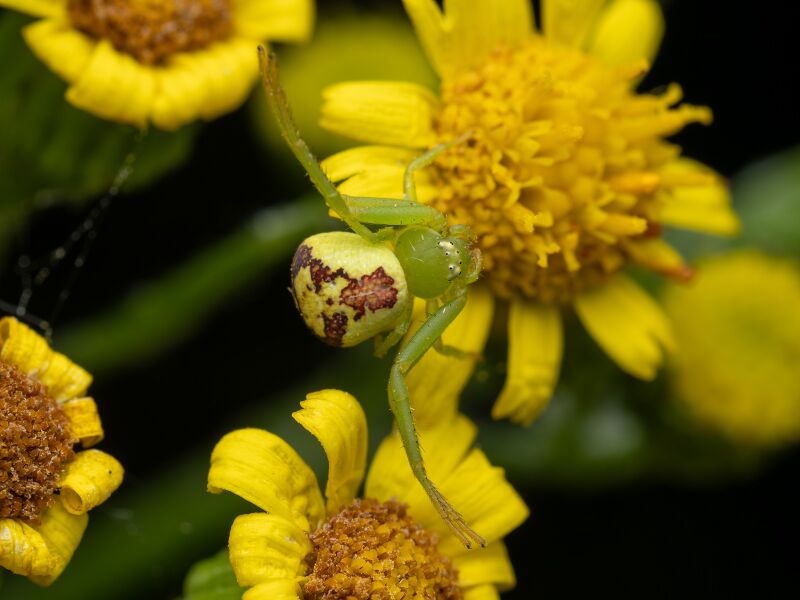 Datei:E.tricuspidata Markus3.jpg