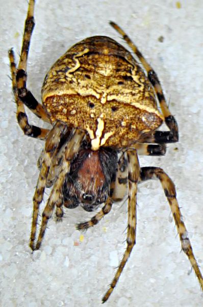 Datei:Gibbaranea bituberculata f dorsal-800.jpg