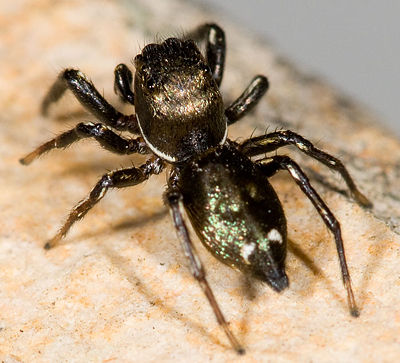 Heliophanus aeneus M 8-03466.jpg