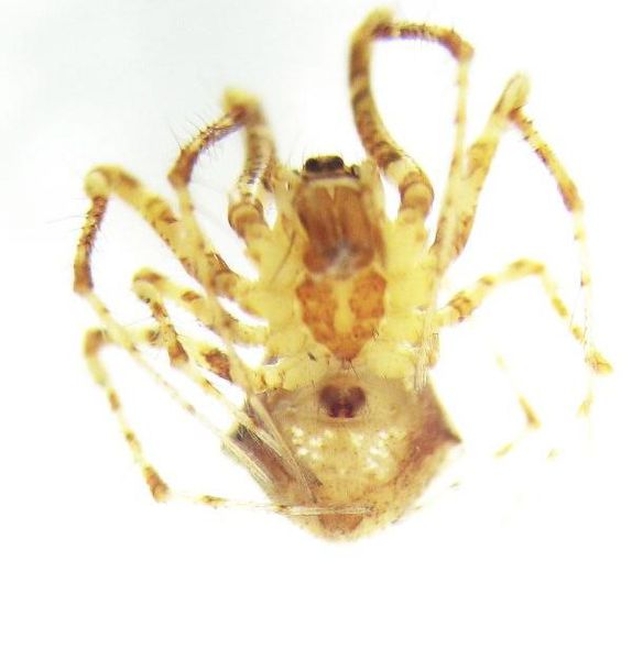 Datei:IMG 7455ss2b.jpg