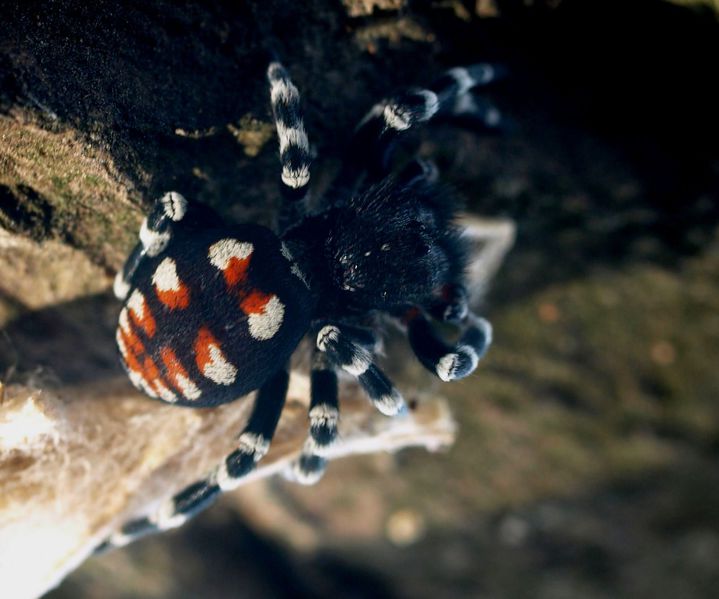 Datei:Lou tel krayot PA150643.jpg