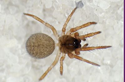 Maso sundevalli-Dorsal.jpg