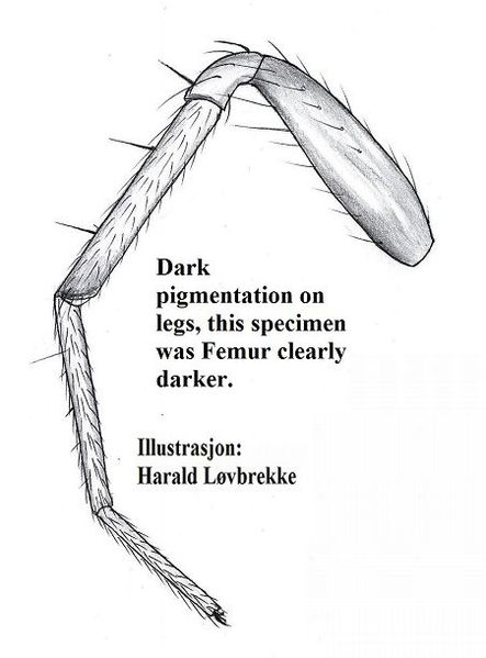Datei:Meioneta fuscipalpa bein I HLovbrekke.jpg