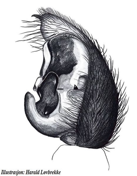 Datei:Pardosa plumipes palp side HLovbrekke.jpg