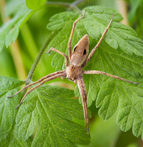 Datei:Pisaura-novicia Bulgarien-Sofia 17-05 01-female.jpg
