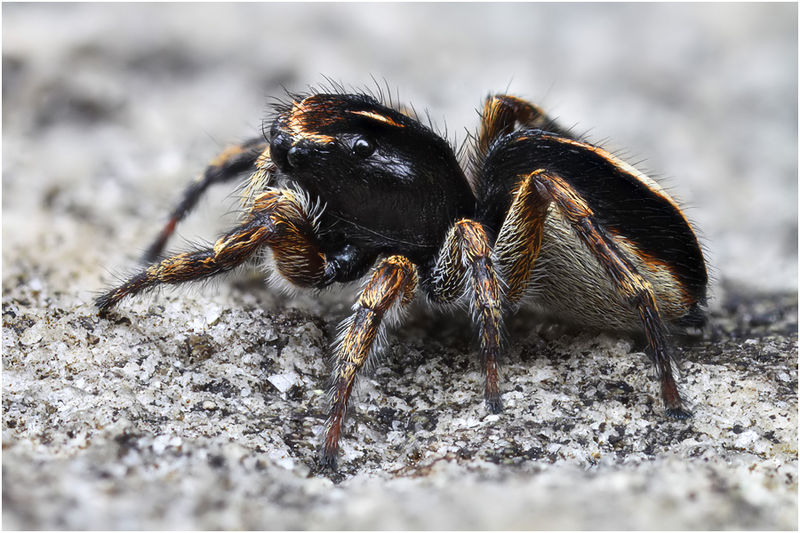 Datei:Sitticus damini male lateral schaefer.jpg