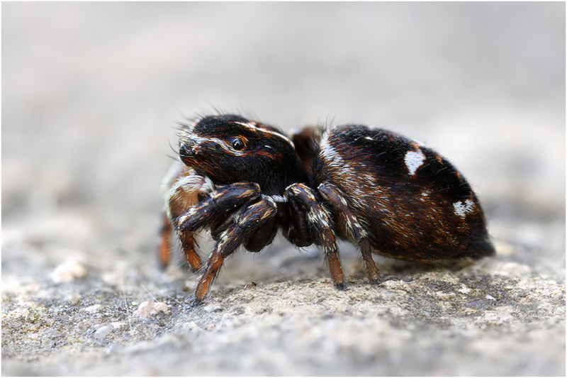 Datei:Sitticus rupicola M2.jpg