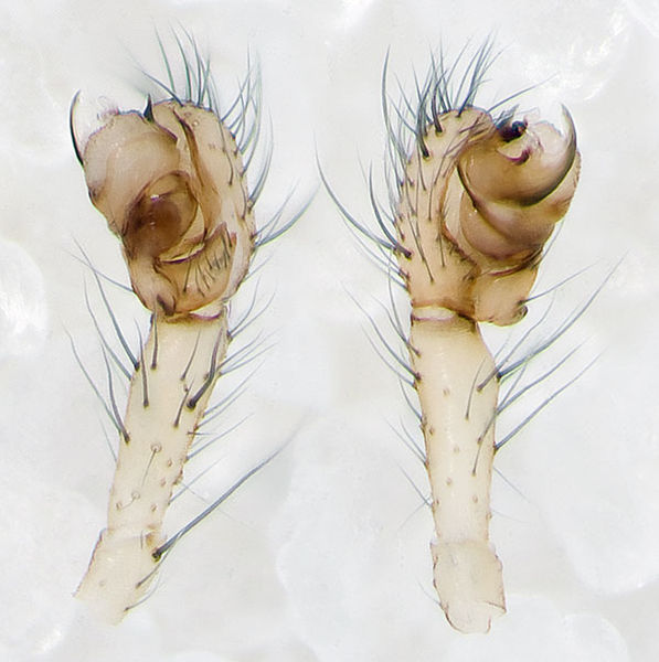 Datei:Turinyphia-clairi Alpen-Monesi 14-09 02-Ped.jpg