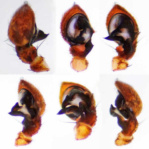 Datei:Xysticus obscurus pedipalpit.jpg