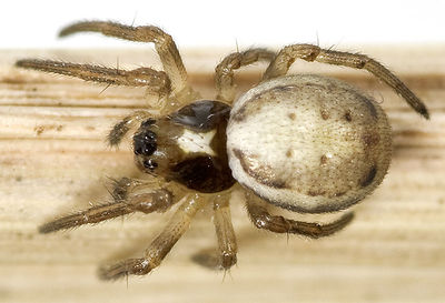 Albovittata Schwellenburg 08-03 01.jpg