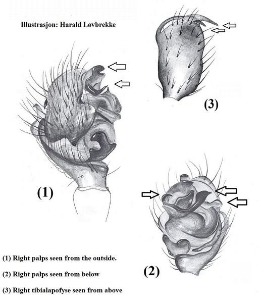 Datei:Diplocephalus latifrons male kjennetegn HLovbrekke.jpg