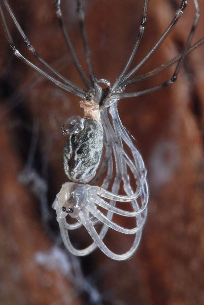 Datei:Holocnemus pluchei f Häutung (3).JPG