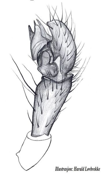 Datei:Leptorhoptrum robustum palp HLovbrekke.jpg