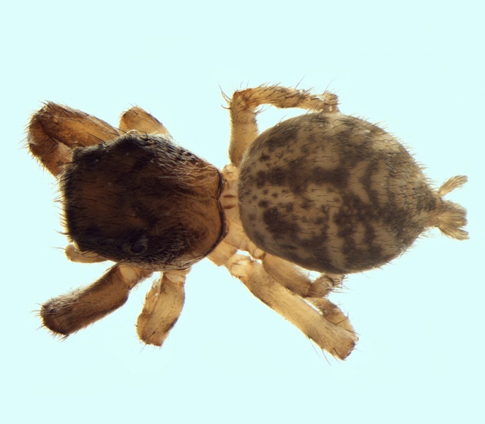 Datei:Neaetha absheronica female 20150914144147-f4783e42-me.jpg