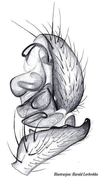 Datei:Oedothorax gibbosus palp HLovbrekke.jpg