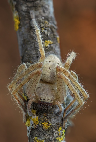 Olios sericeus w do ASeropian.jpg