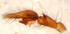 Cymbium des männlichen Pedipalpus länglich, Konduktor zum Bulbusende hin gewunden, Spitze jedoch leicht zur Tibia hin nach außen gebogen. Zwei Tibialapophysen, dorsale Tibialapophyse größer und mitunter dunkler als laterale.