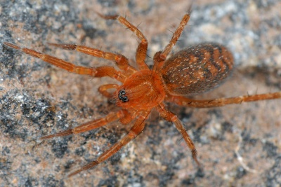 Apostenus crespoi lissner.jpg