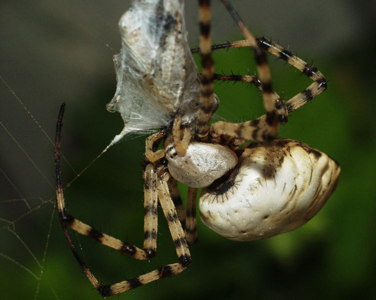 Datei:Argiope lobata fressend 108.jpg