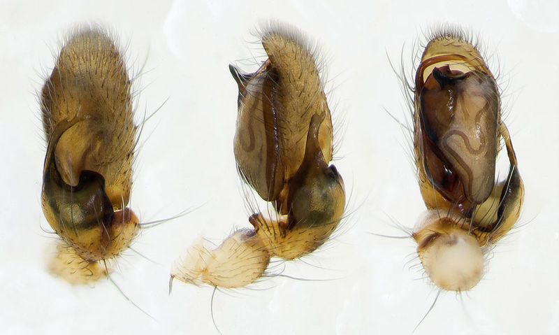 Datei:Clubiona-brevipes Weimar-5034 14-05 05-ped.jpg