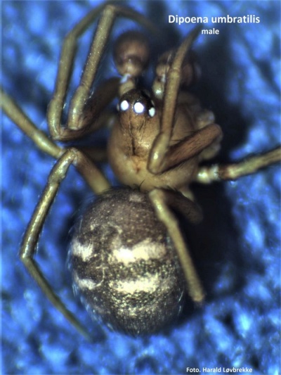 Dipoena umbratilis male hab HLovbrekke.jpg