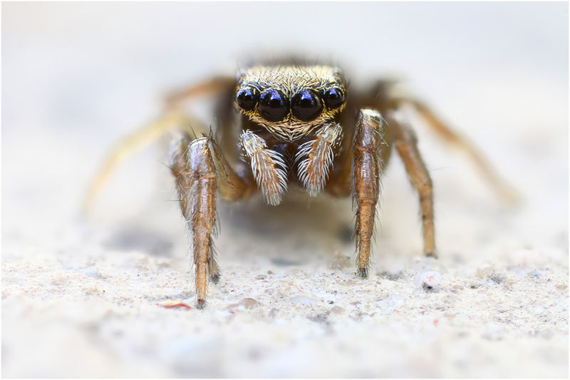 Datei:Euophrys innotata female frontal schaefer.jpg