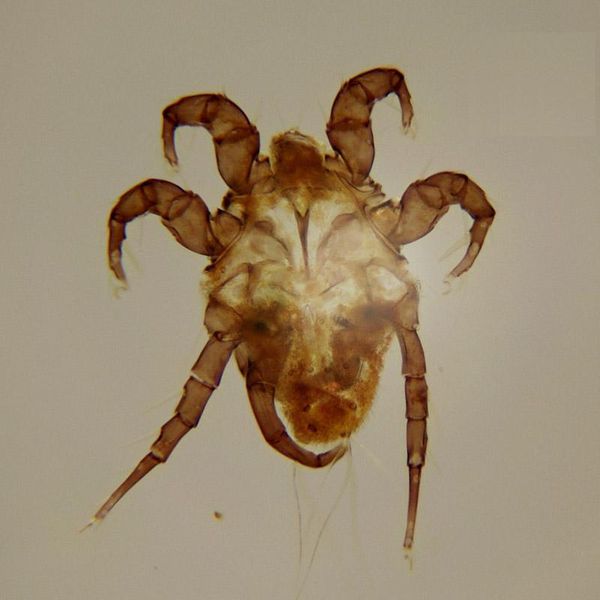 Datei:Hericia sp male A4940 Q5001.JPG