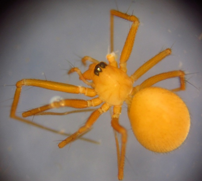 Datei:Palliduphantes ericaeus fem Bjarte Aadland.jpg