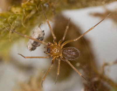 Palliduphantes pallidus W 8-04141.jpg