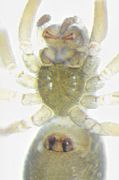 ventral
