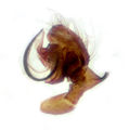 Pedipalpus retrolateral