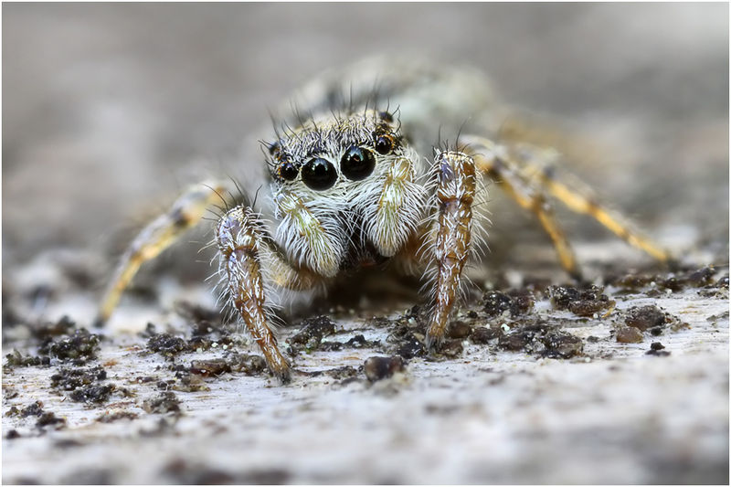 Datei:Pseudicius encarpatus female frontal.jpg