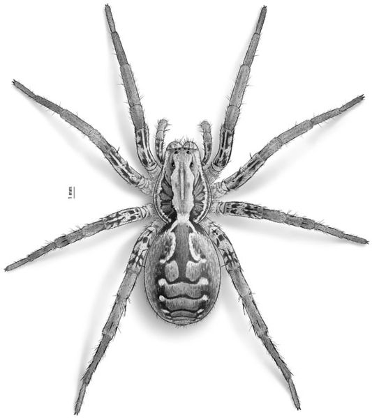 Datei:Schmidti Grafik 08-12.jpg