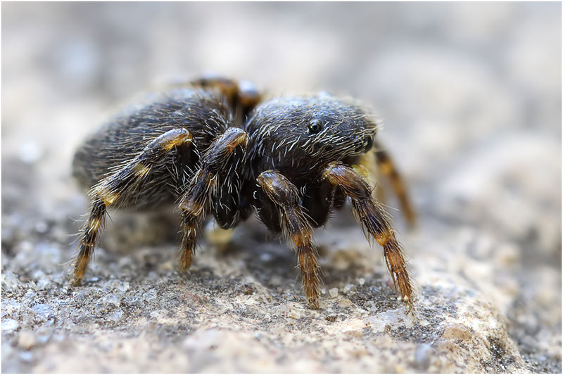 Datei:Talavera petrensis female lateral Schaefer.jpg